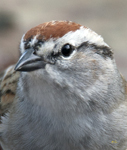 Chipping Sparrow 2255